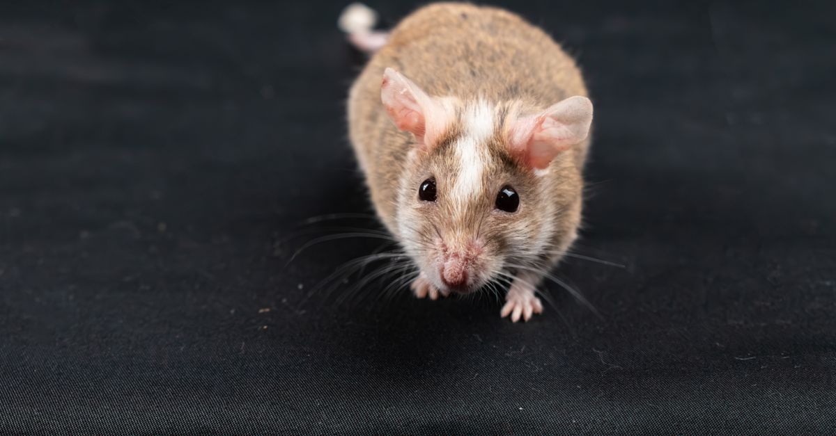 CRISPR Flips the Script: Male Mice Turned Female, Rewriting Reproduction